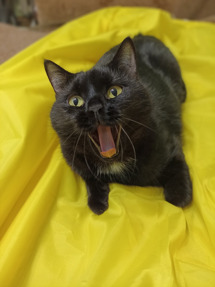 Ответ на пост «Конкурс: лучший кот Пикабу»