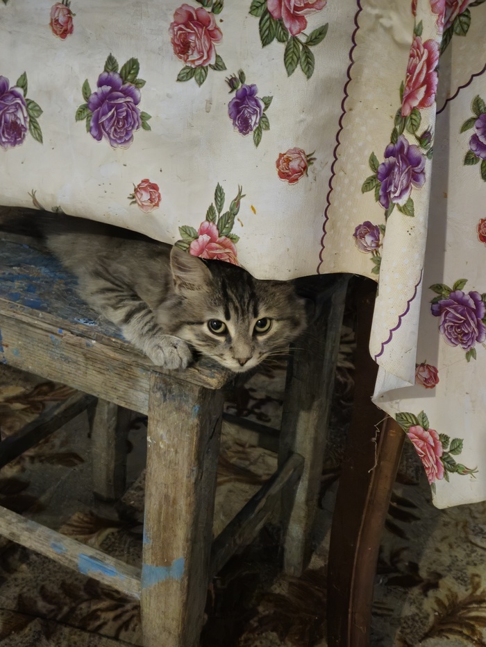 Ответ на пост «Конкурс: лучший кот Пикабу»