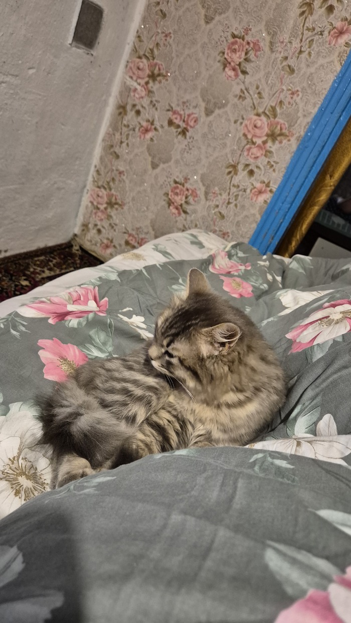 Ответ на пост «Конкурс: лучший кот Пикабу»