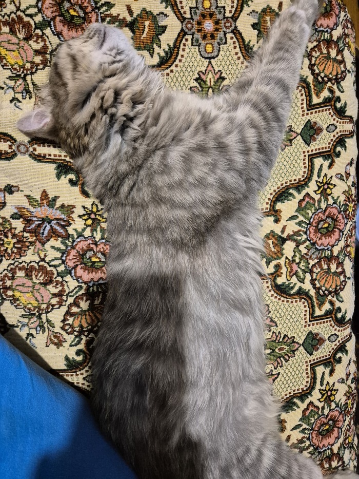 Ответ на пост «Конкурс: лучший кот Пикабу»