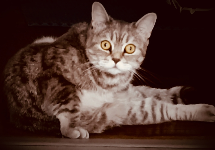 Ответ на пост «Конкурс: лучший кот Пикабу»