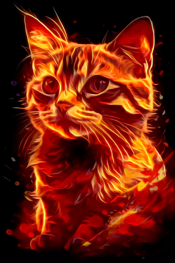 Огненный котик