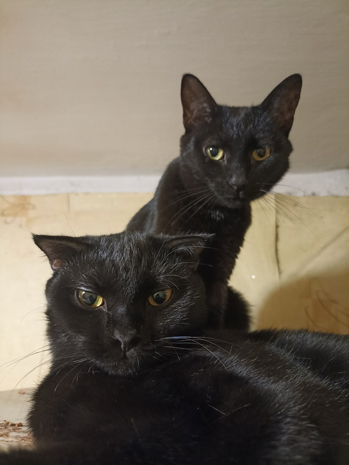 Вот вам моя банда)