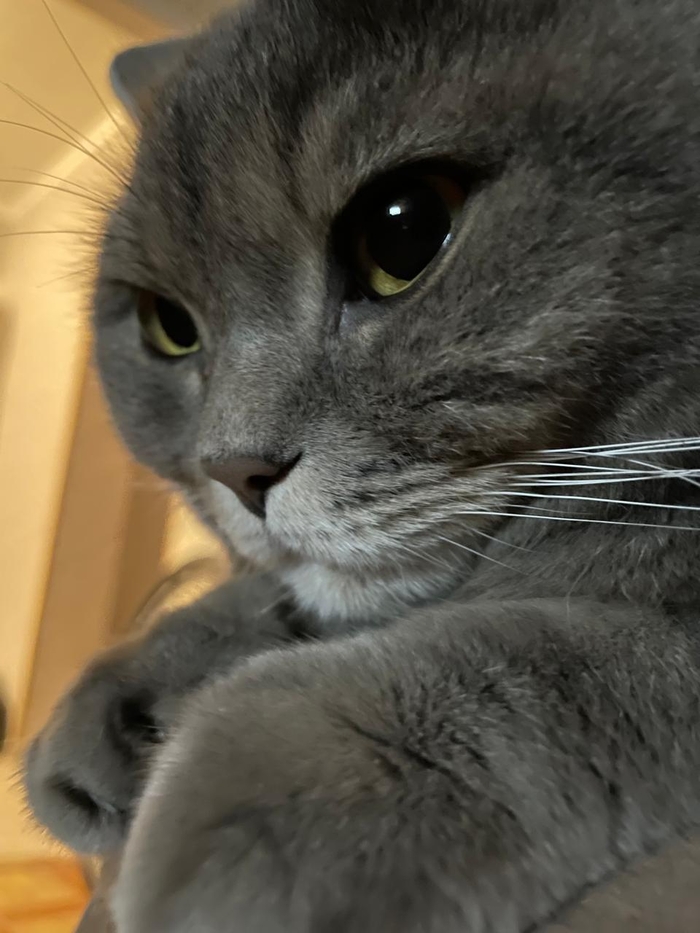 �����������, ������� ������.