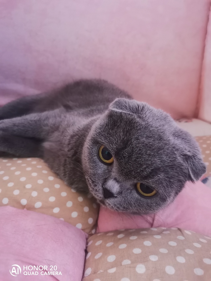 Ответ на пост «Конкурс: лучший кот Пикабу»