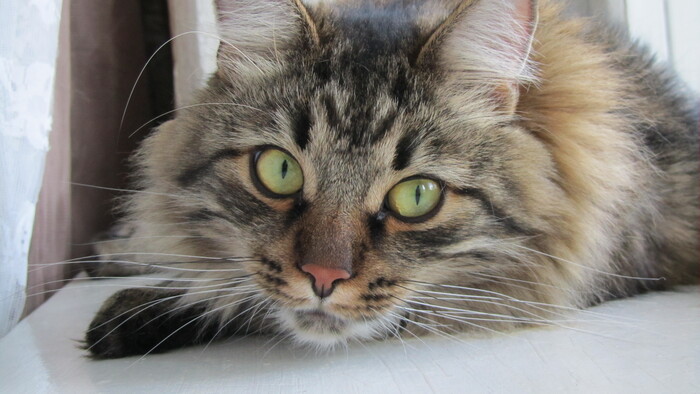 Ответ на пост «Конкурс: лучший кот Пикабу»