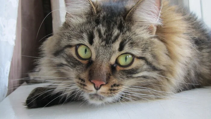 Reply to the post Competition: Best Pikabu Cat - My, Pick-up headphones, Peekaboo, Competition, Cat Day, cat, A wave of posts, Reply to post