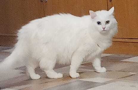 Ответ на пост «Конкурс: лучший кот Пикабу»