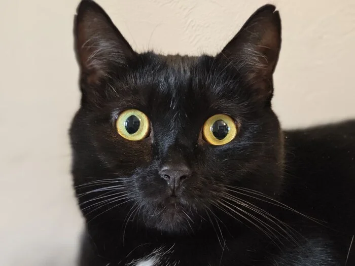 Reply to the post Competition: Best Pikabu Cat - My, Pick-up headphones, Peekaboo, Competition, Cat Day, cat, A wave of posts, Reply to post