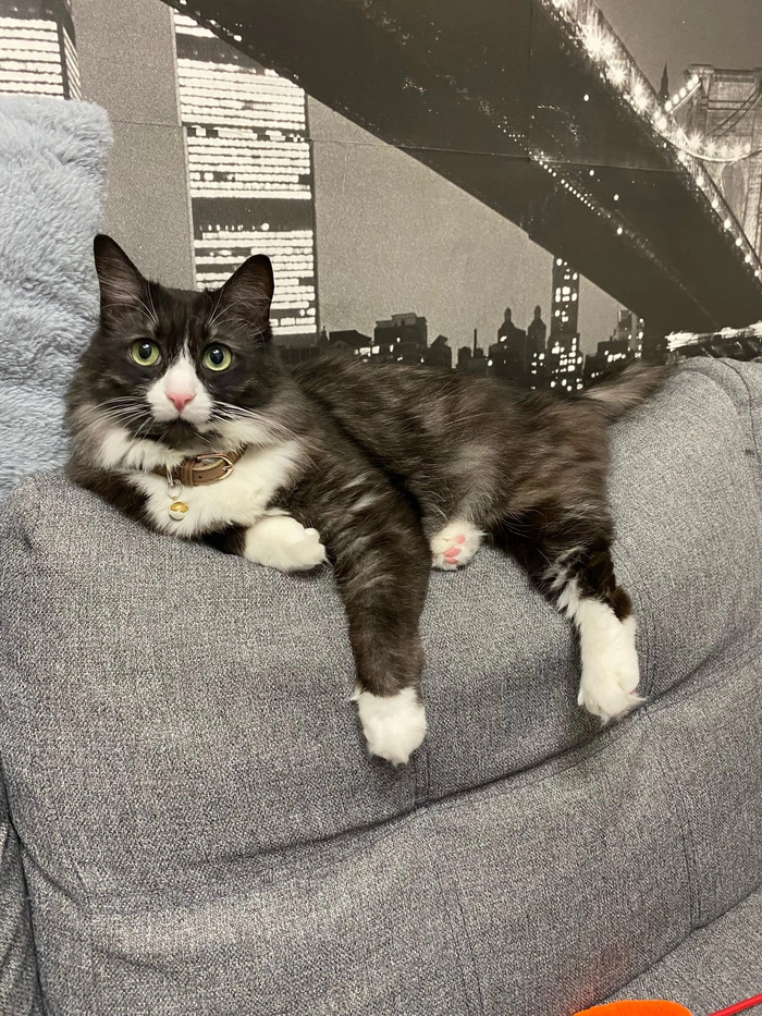 Ответ на пост «Конкурс: лучший кот Пикабу»