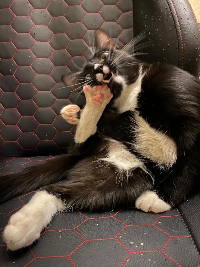 Куся или Кусака Царапкина. Нашлась сама в вентиляции между первым и вторым этажом поликлиники, когда ей даже месяца не было.