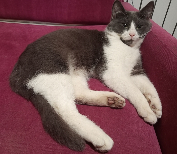 Ответ на пост «Конкурс: лучший кот Пикабу»