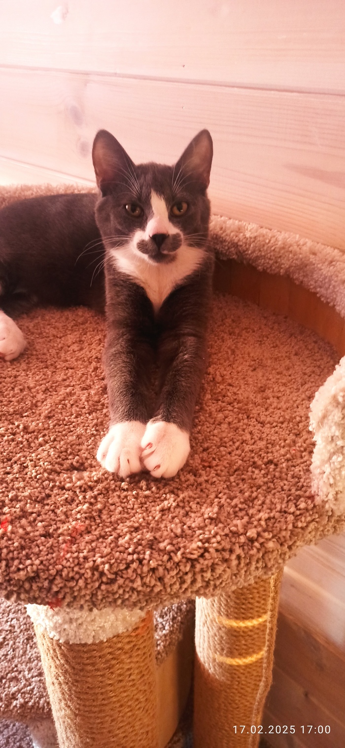 Ответ на пост «Конкурс: лучший кот Пикабу»