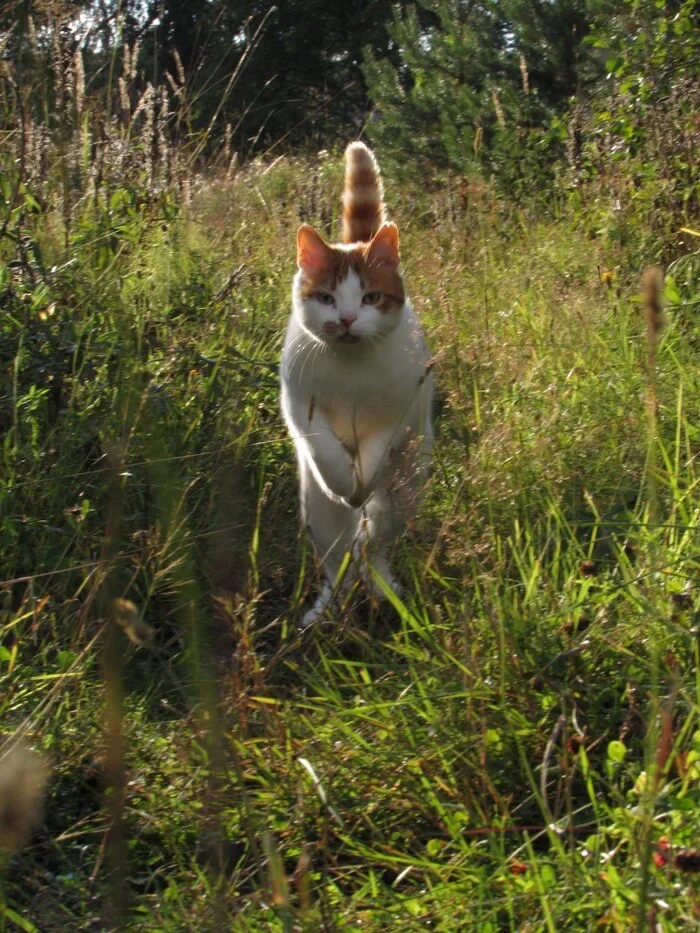 Reply to the post Competition: Best Pikabu Cat - My, Pick-up headphones, Peekaboo, Competition, Cat Day, cat, A wave of posts, Reply to post