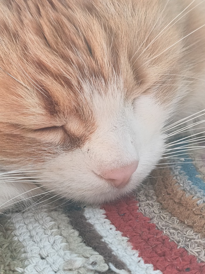 Ответ на пост «Конкурс: лучший кот Пикабу»