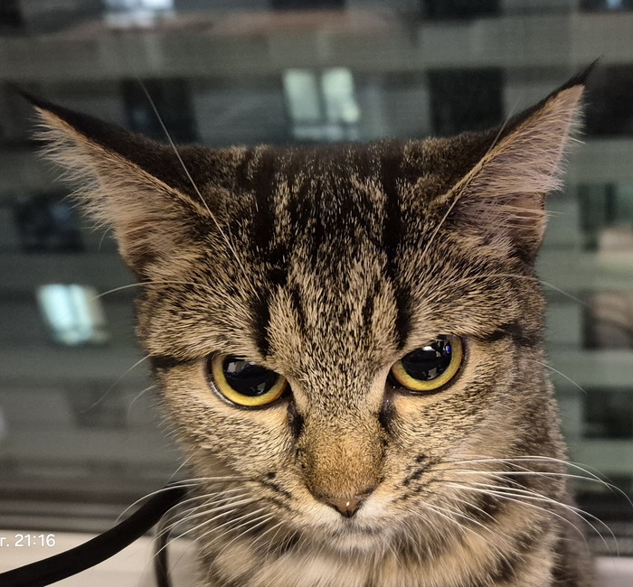 Ответ на пост «Конкурс: лучший кот Пикабу»