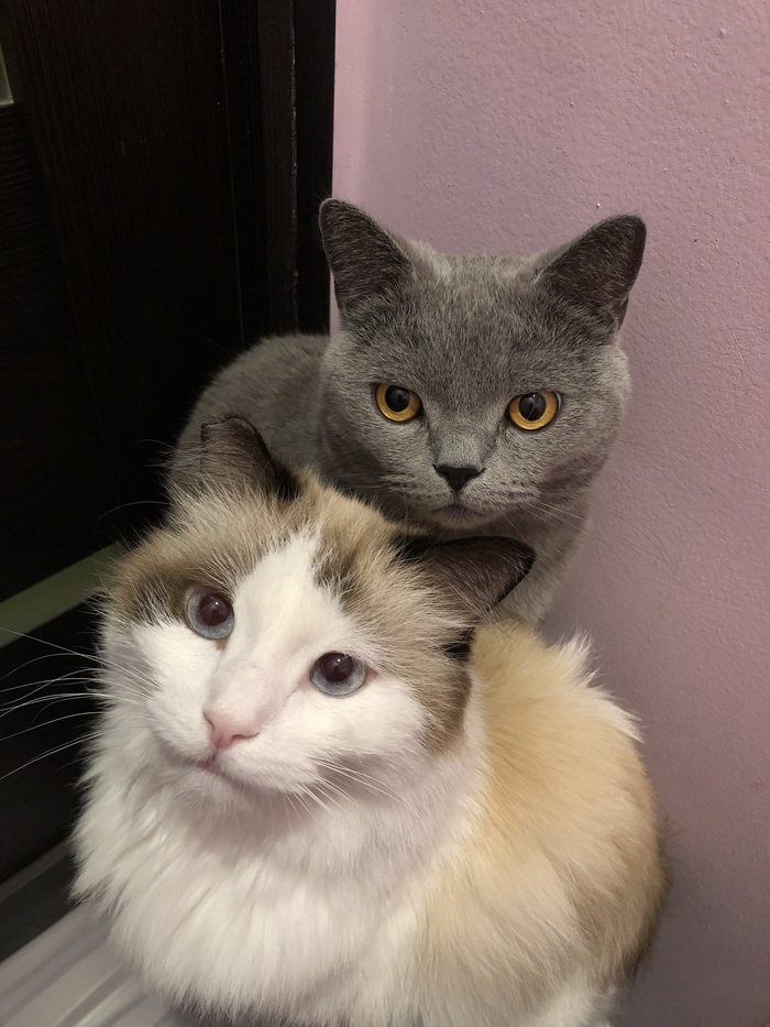 Бася и Лютик