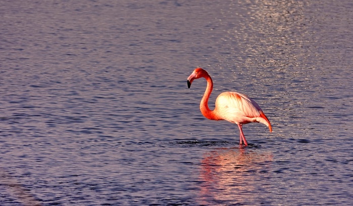 В дикой природе, на озере в голландской провинции Зеландия. Фото сделала вчера.