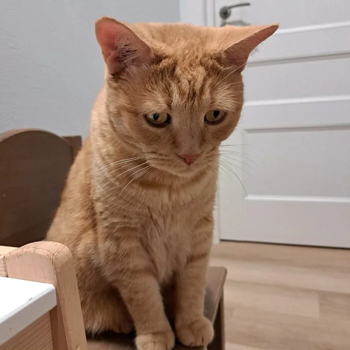 Reply to the post Competition: Best Pikabu Cat - My, Pick-up headphones, Peekaboo, Competition, Cat Day, cat, A wave of posts, Reply to post, Longpost