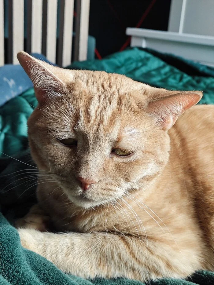 Reply to the post Competition: Best Pikabu Cat - My, Pick-up headphones, Peekaboo, Competition, Cat Day, cat, A wave of posts, Reply to post, Longpost