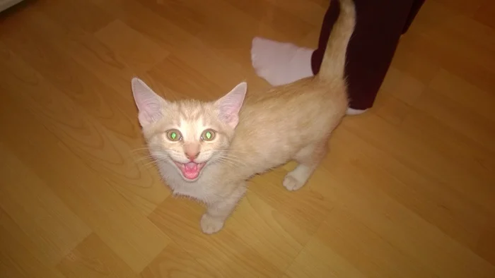 Reply to the post Competition: Best Pikabu Cat - My, Pick-up headphones, Peekaboo, Competition, Cat Day, cat, A wave of posts, Reply to post, Longpost
