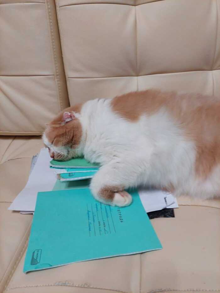 ������ ��� ������