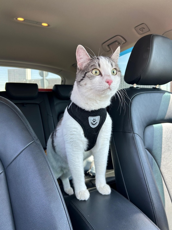 Всм к ветеринару?