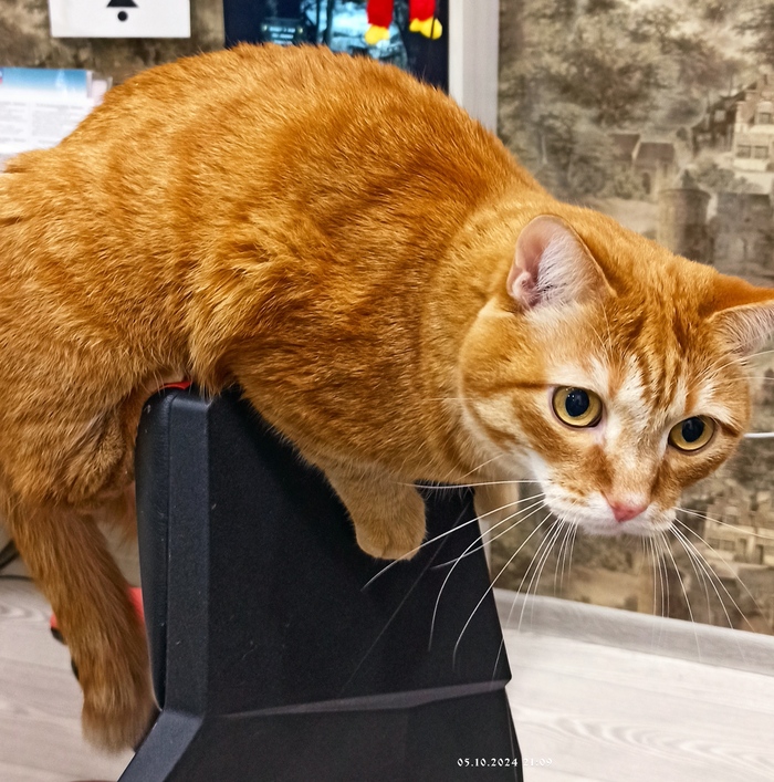 Ответ на пост «Конкурс: лучший кот Пикабу»