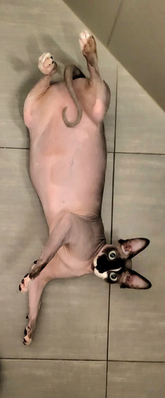 Ответ на пост «Конкурс: лучший кот Пикабу»