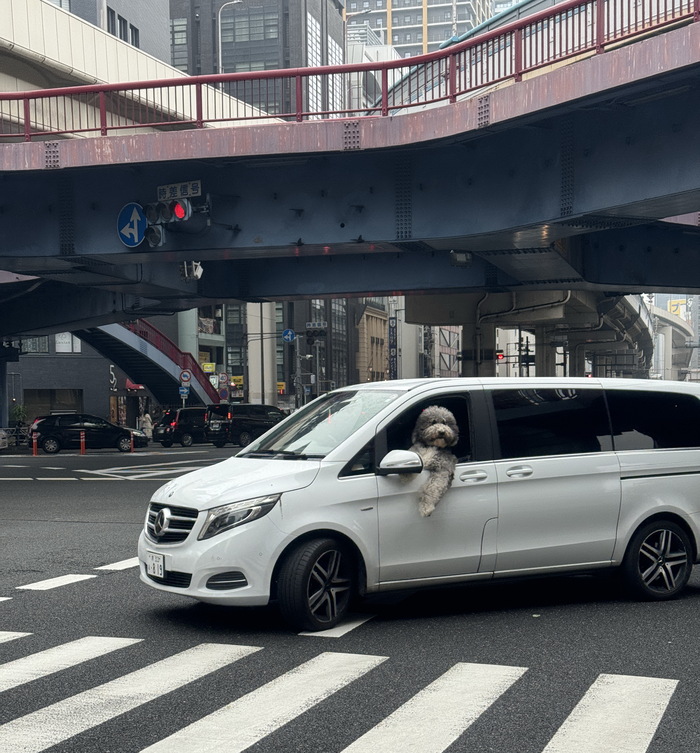 Снято сегодня днем в Осаке на переходе