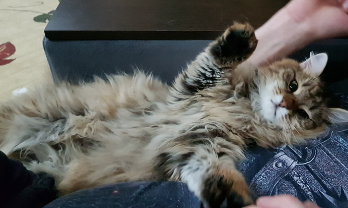 Кошка Ириска