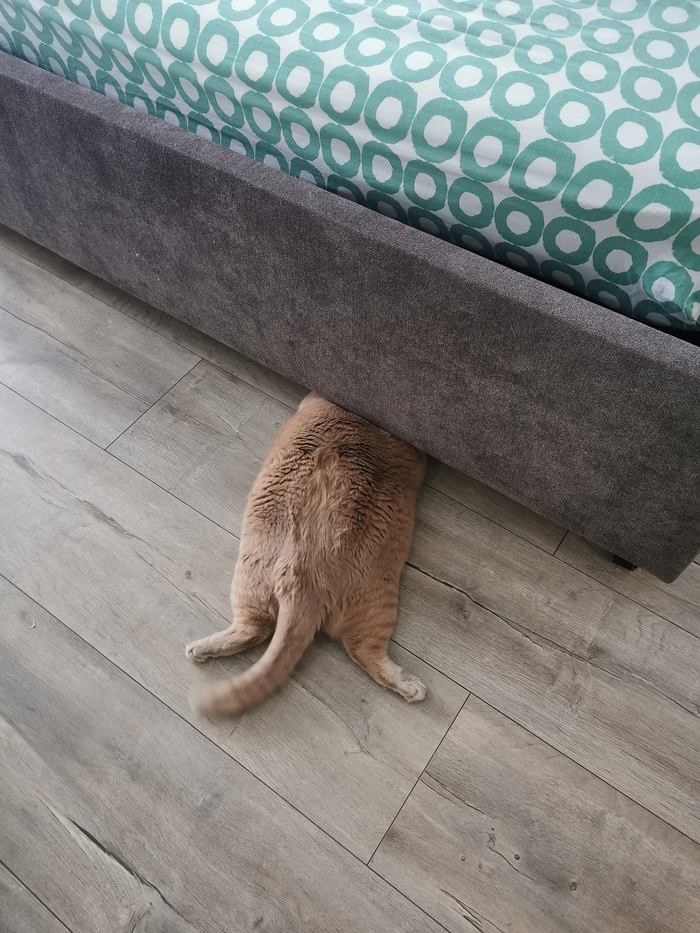 Лежала орала. Прискакали спасать - оказалось мячик не может достать