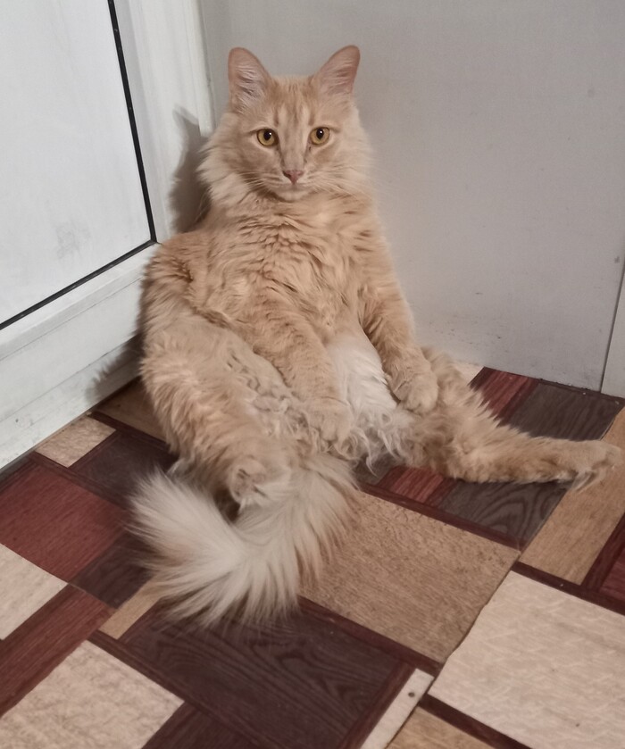 Любимая поза Гаррошика