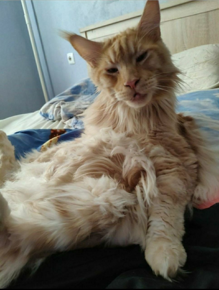 Ответ на пост «Конкурс: лучший кот Пикабу»