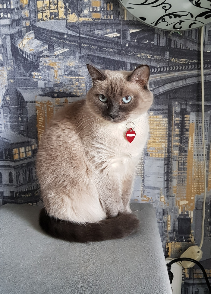 ���� ��������� - ����