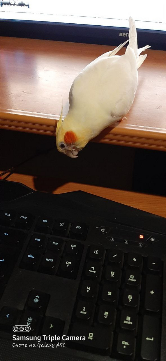    &quot;,   ,   &quot;