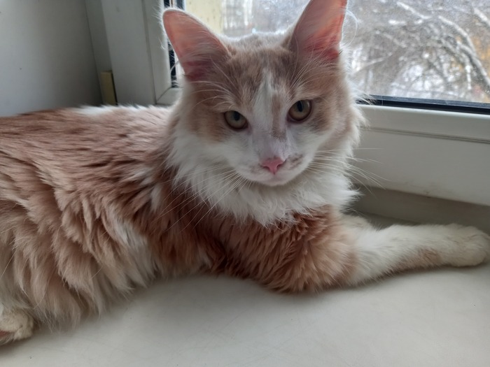 наглый Латосий