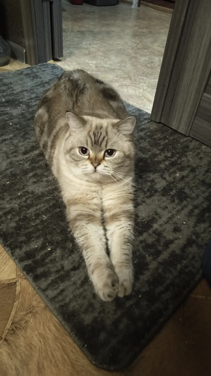 Reply to the post Competition: Best Pikabu Cat - My, Pick-up headphones, Peekaboo, Competition, Cat Day, cat, A wave of posts, Reply to post, Longpost