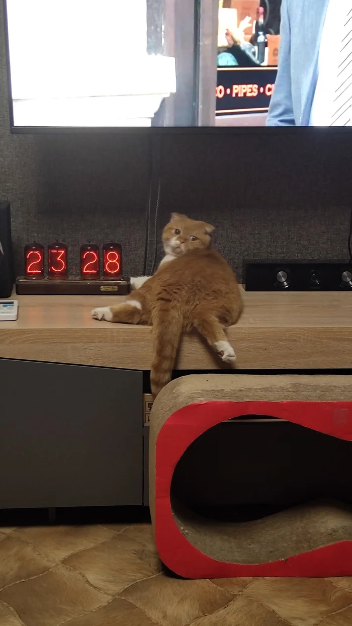 Reply to the post Competition: Best Pikabu Cat - My, Pick-up headphones, Peekaboo, Competition, Cat Day, cat, A wave of posts, Reply to post, Longpost