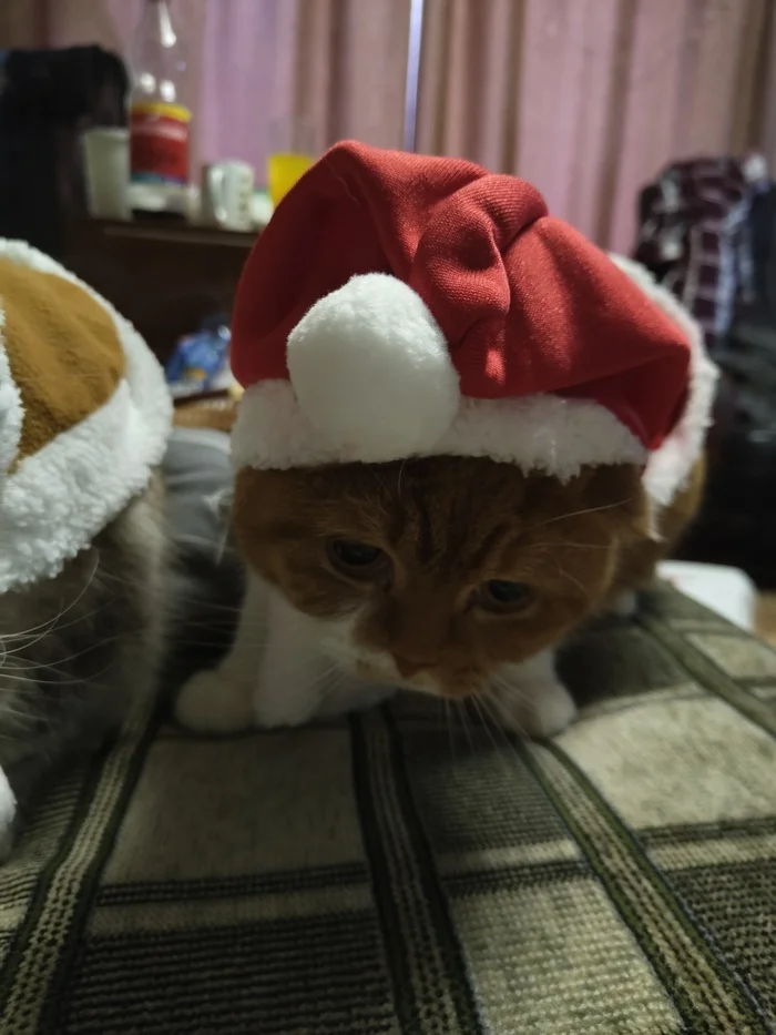 Reply to the post Competition: Best Pikabu Cat - My, Pick-up headphones, Peekaboo, Competition, Cat Day, cat, A wave of posts, Reply to post, Longpost