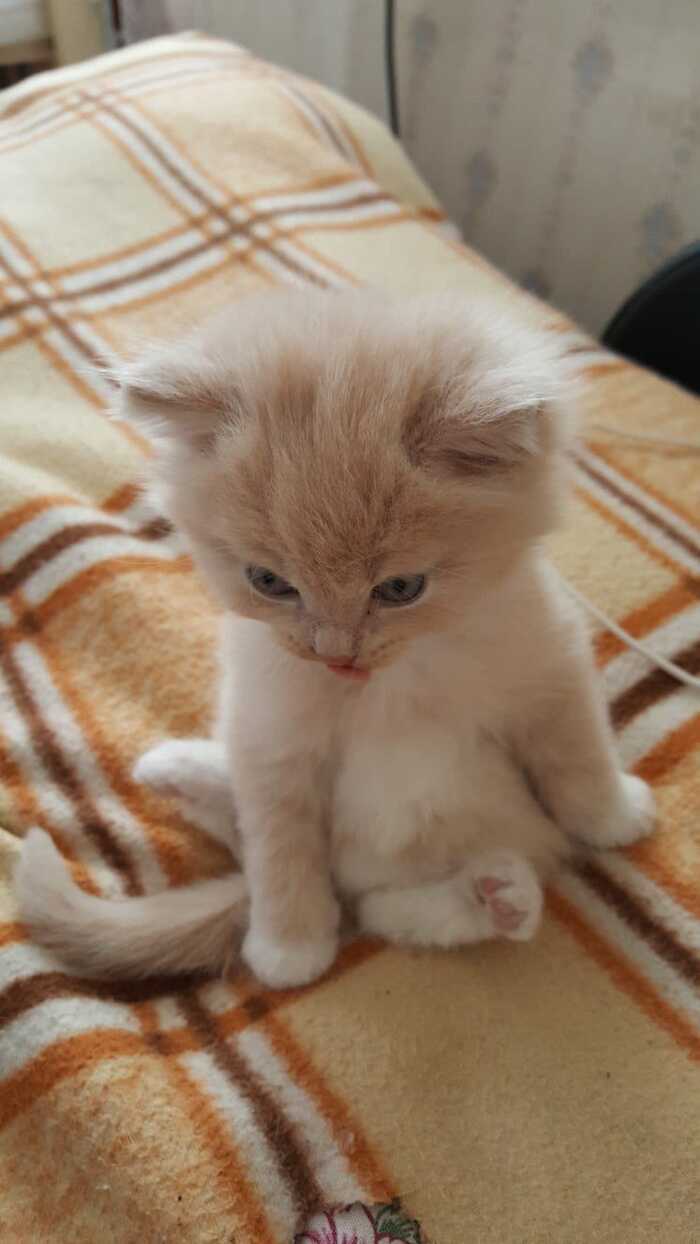 Мое пушистое счастье