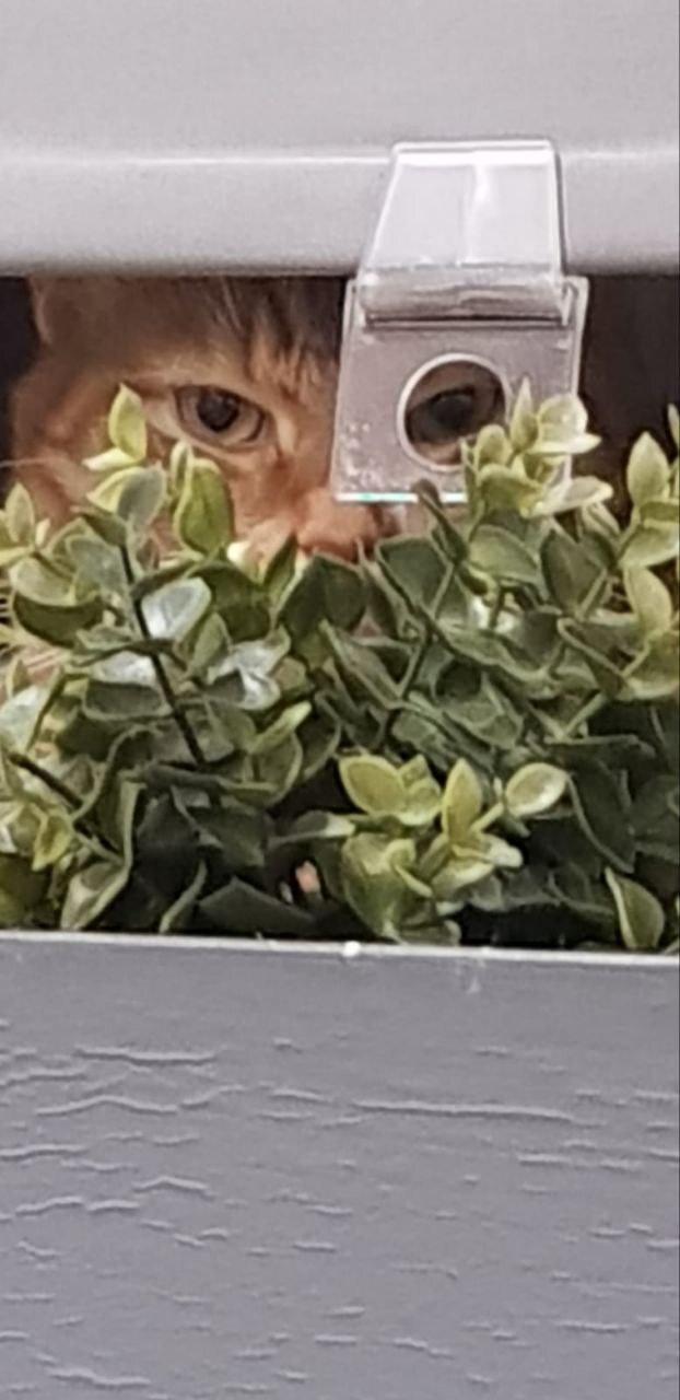 Ответ на пост «Конкурс: лучший кот Пикабу»