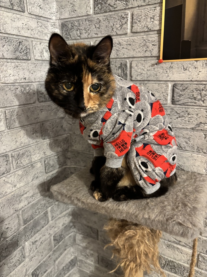 Ответ на пост «Конкурс: лучший кот Пикабу»