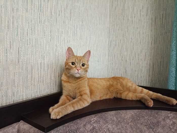 Котоконкурс, кота зовут Бакс