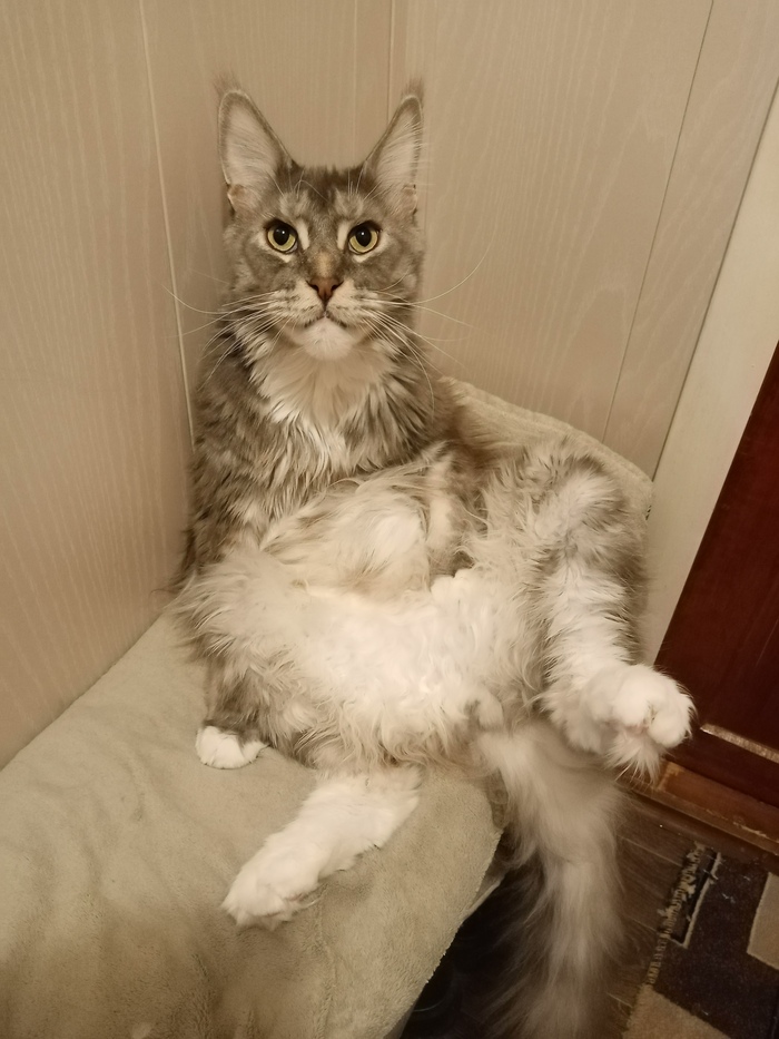 Котоконкурс