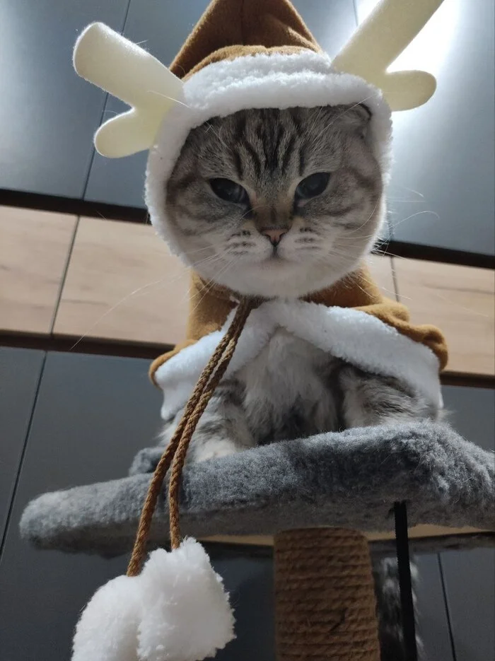 Reply to the post Competition: Best Pikabu Cat - My, Pick-up headphones, Peekaboo, Competition, Cat Day, cat, A wave of posts, Reply to post, Longpost