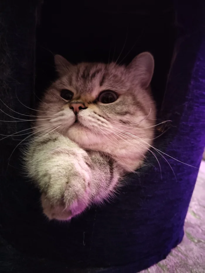 Reply to the post Competition: Best Pikabu Cat - My, Pick-up headphones, Peekaboo, Competition, Cat Day, cat, A wave of posts, Reply to post, Longpost