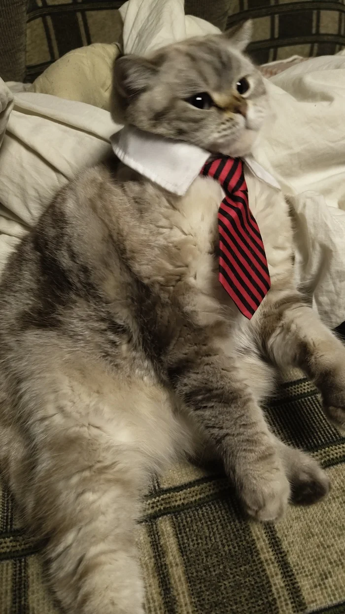 Reply to the post Competition: Best Pikabu Cat - My, Pick-up headphones, Peekaboo, Competition, Cat Day, cat, A wave of posts, Reply to post, Longpost