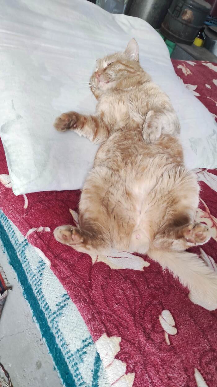 ��� ���, �������