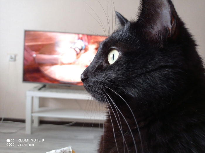 Ответ на пост «Конкурс: лучший кот Пикабу»